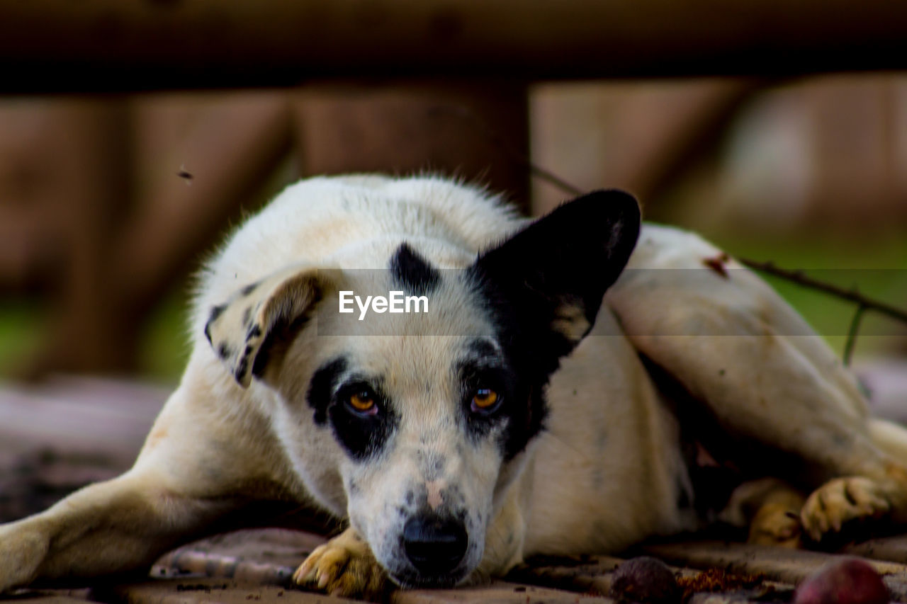 Close-up portrait of dog lying down