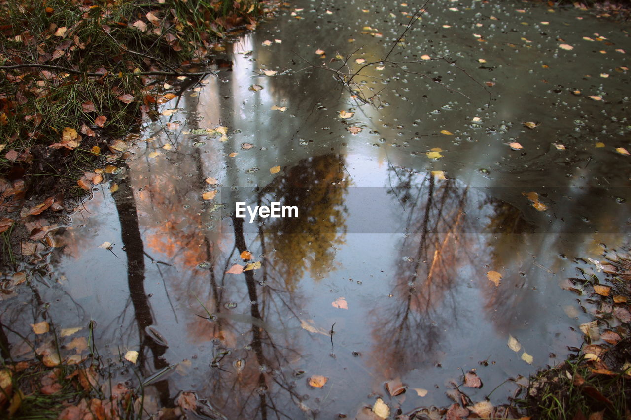 REFLECTION OF TREE IN PUDDLE