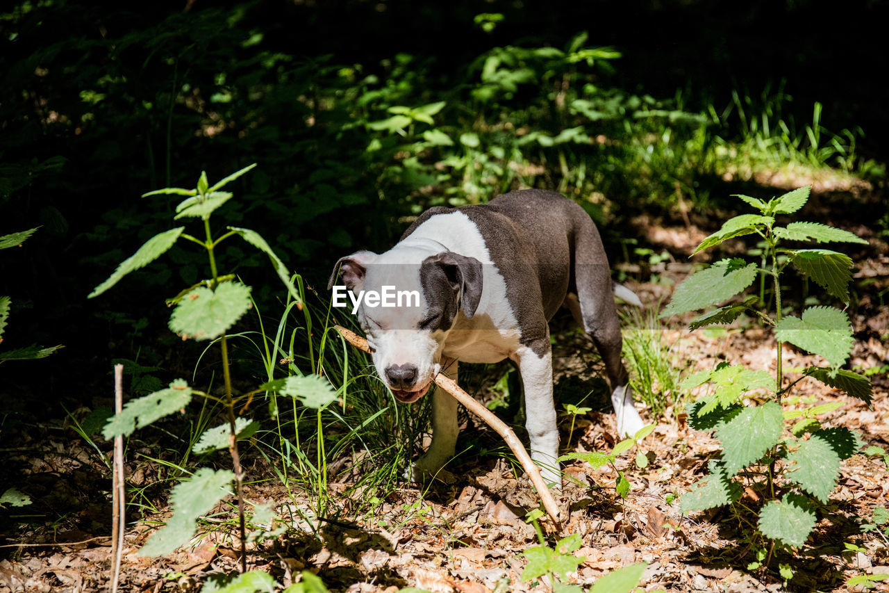 PORTRAIT OF DOG STANDING ON FIELD BY LAND
