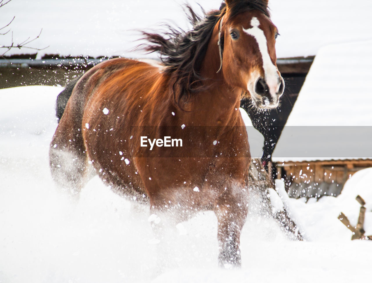 Close-up of horse on snow