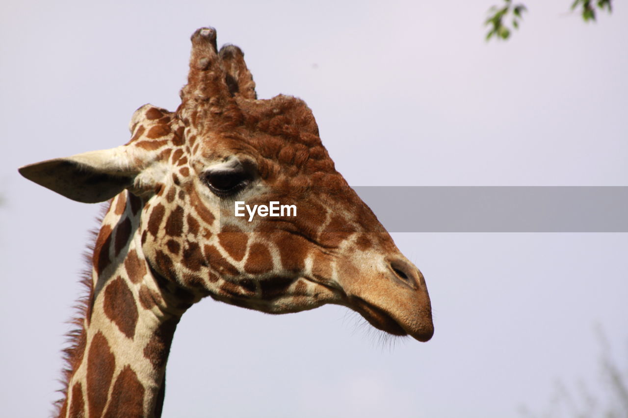 Close-up of a giraffe