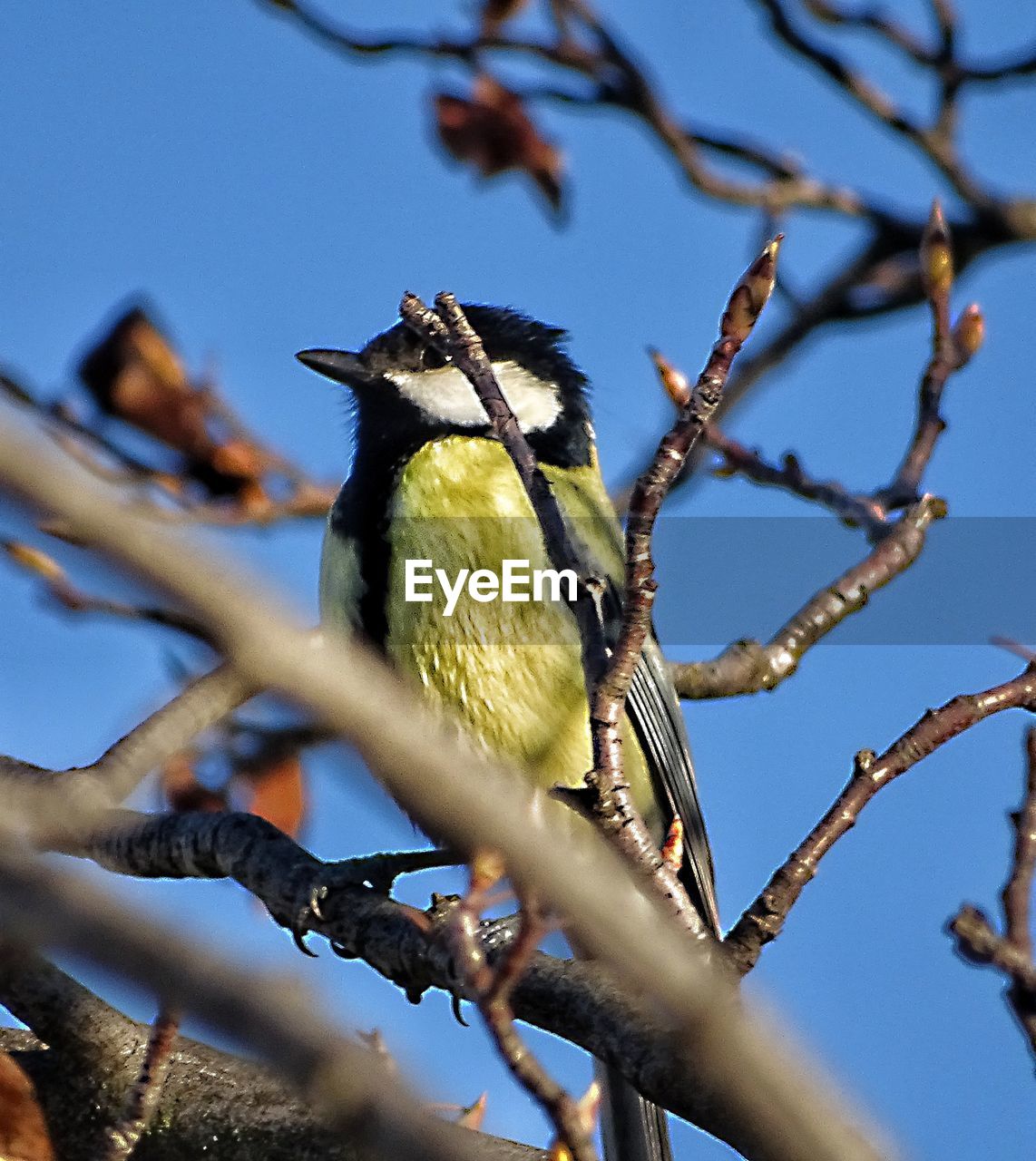 Low angle view of bird perching on tree