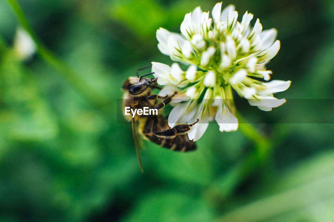 CLOSE-UP OF HONEY BEE ON FLOWER