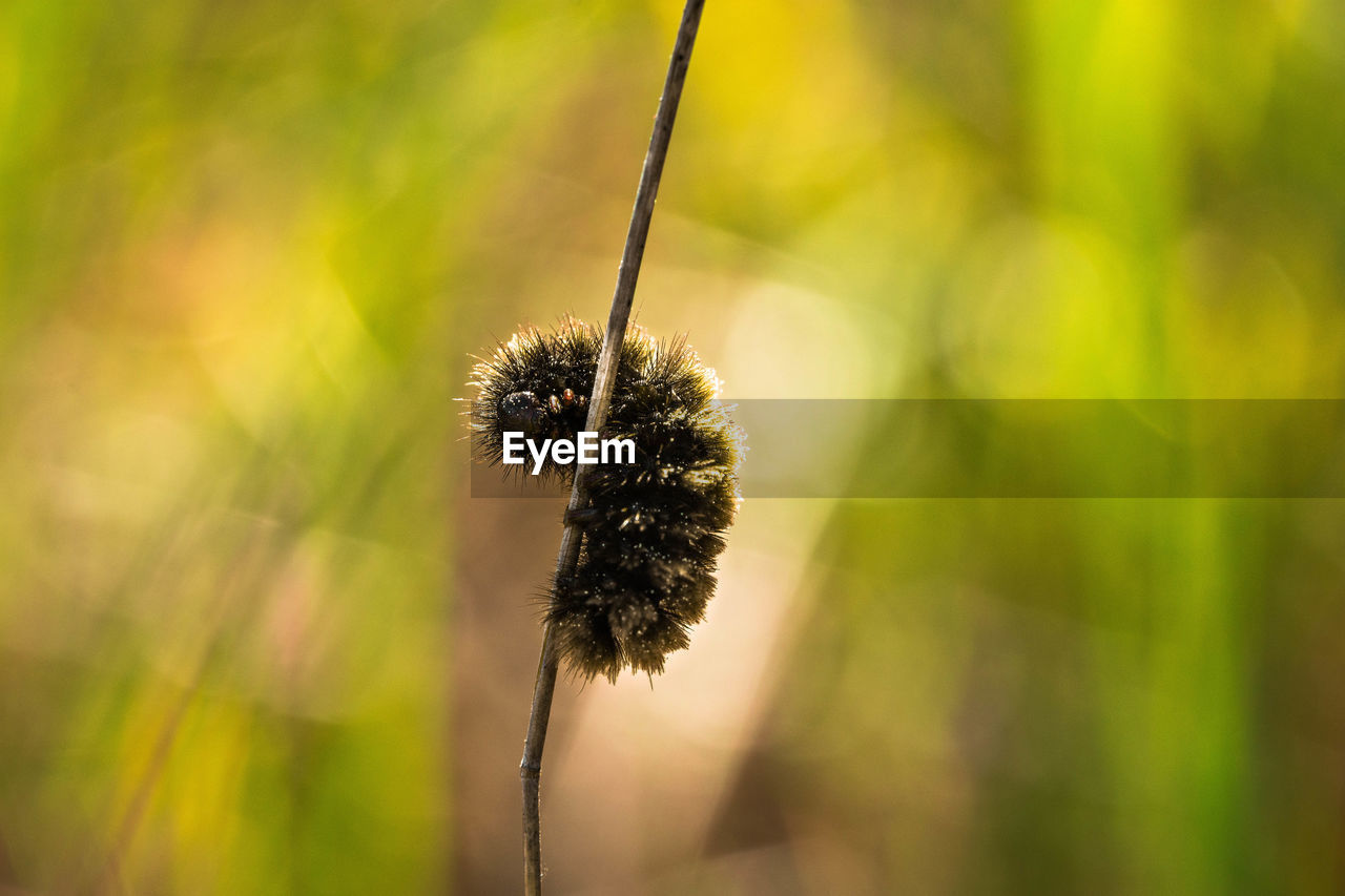 Close-up of caterpillar on plant