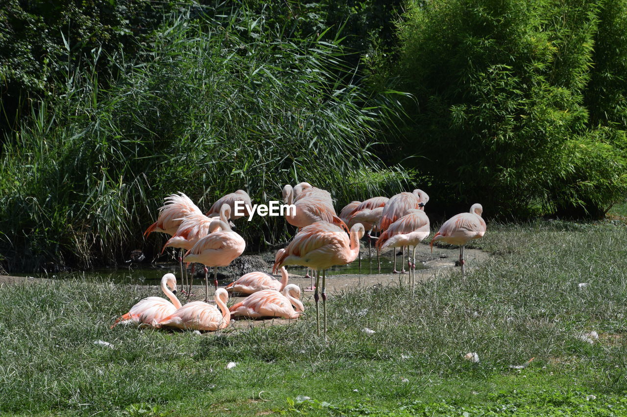 Flamingos on grassy field by plants