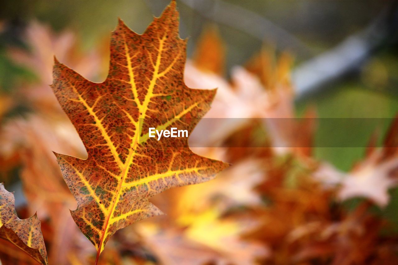 Close-up of dry maple leaves on tree