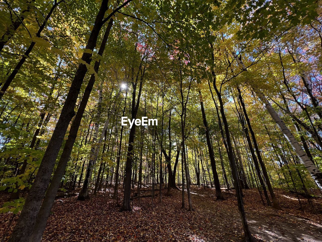 tree, plant, land, forest, tranquility, beauty in nature, sunlight, leaf, tree trunk, natural environment, trunk, growth, woodland, nature, tranquil scene, scenics - nature, low angle view, branch, grove, non-urban scene, no people, autumn, environment, day, landscape, outdoors, idyllic, sky, green, bamboo - plant, bamboo grove