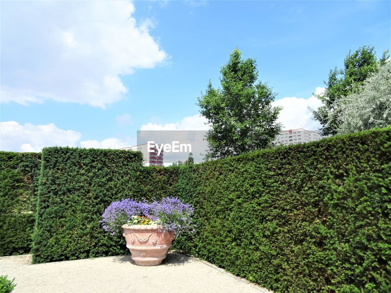 POTTED PLANTS IN GARDEN