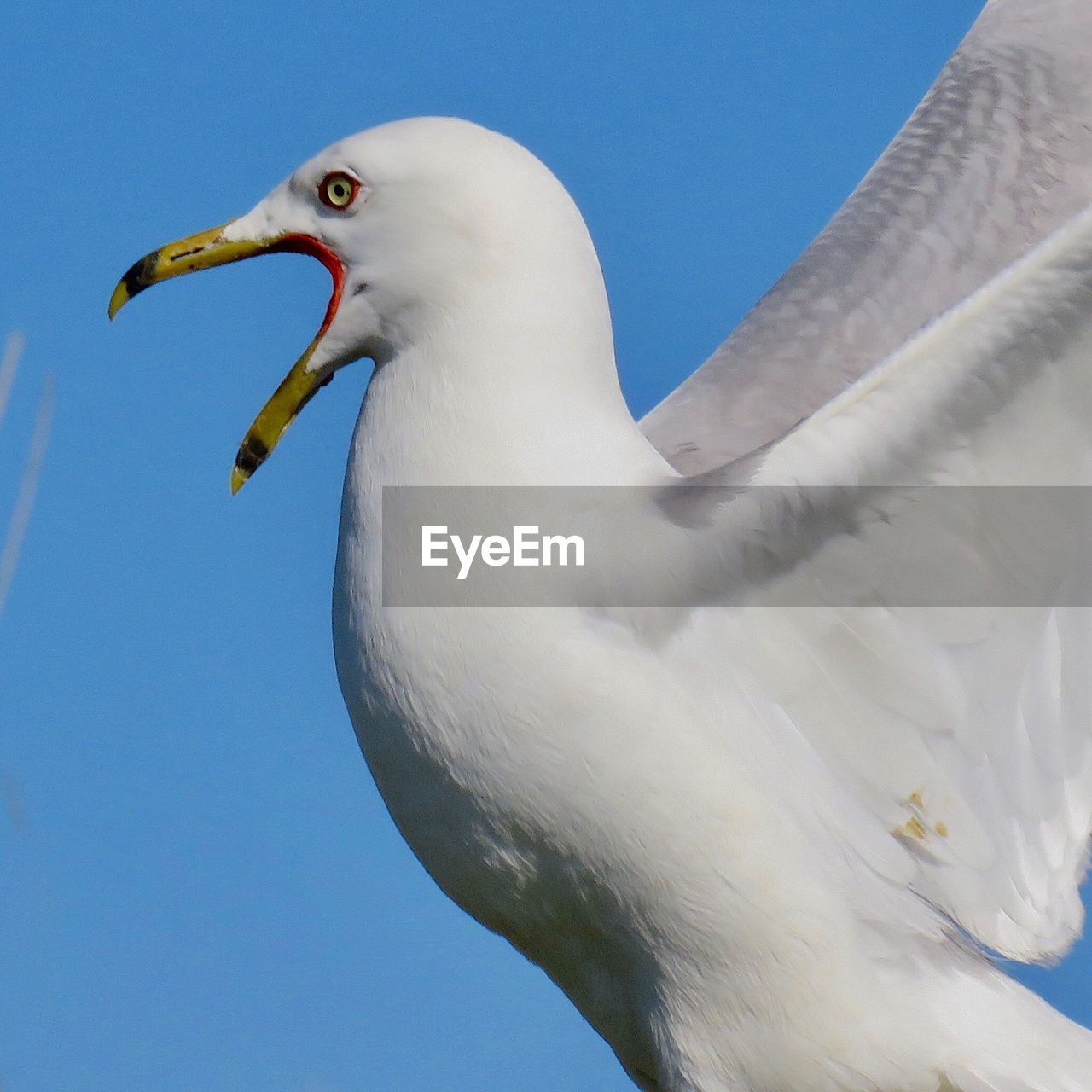 LOW ANGLE VIEW OF SEAGULL AGAINST SKY