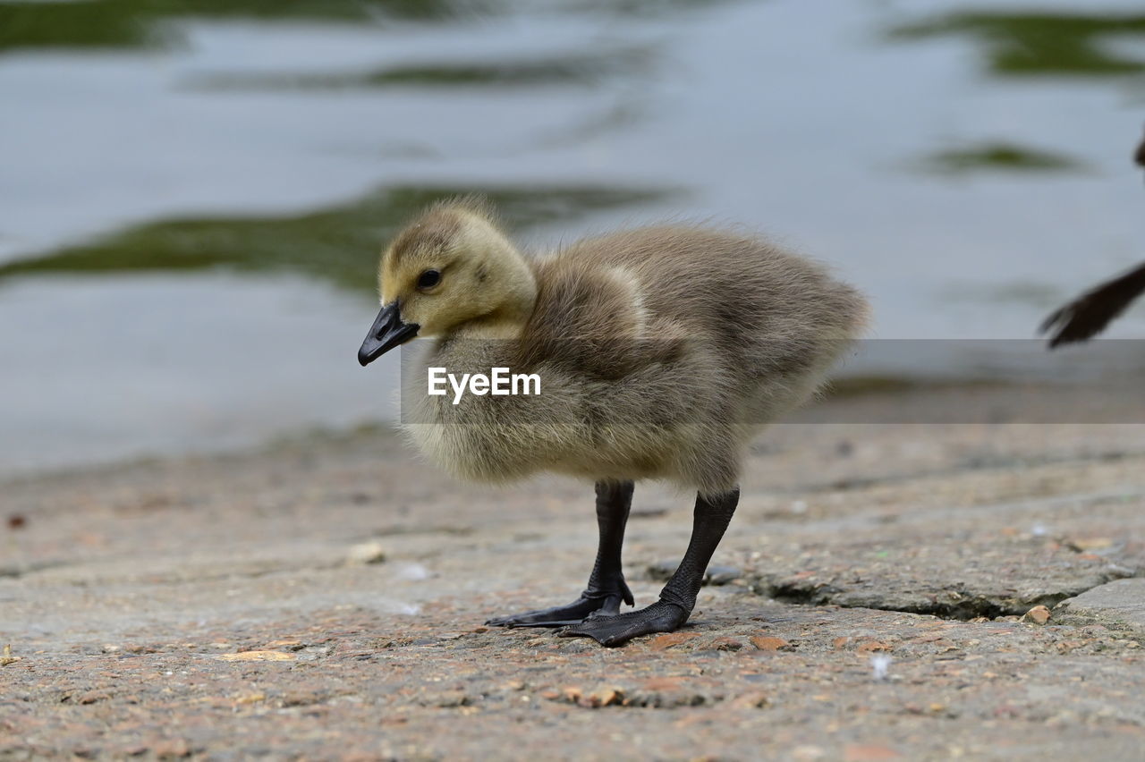 animal themes, animal, bird, wildlife, animal wildlife, beak, water, nature, one animal, ducks, geese and swans, young animal, water bird, no people, duck, young bird, day, beach, lake, goose, full length, outdoors, focus on foreground