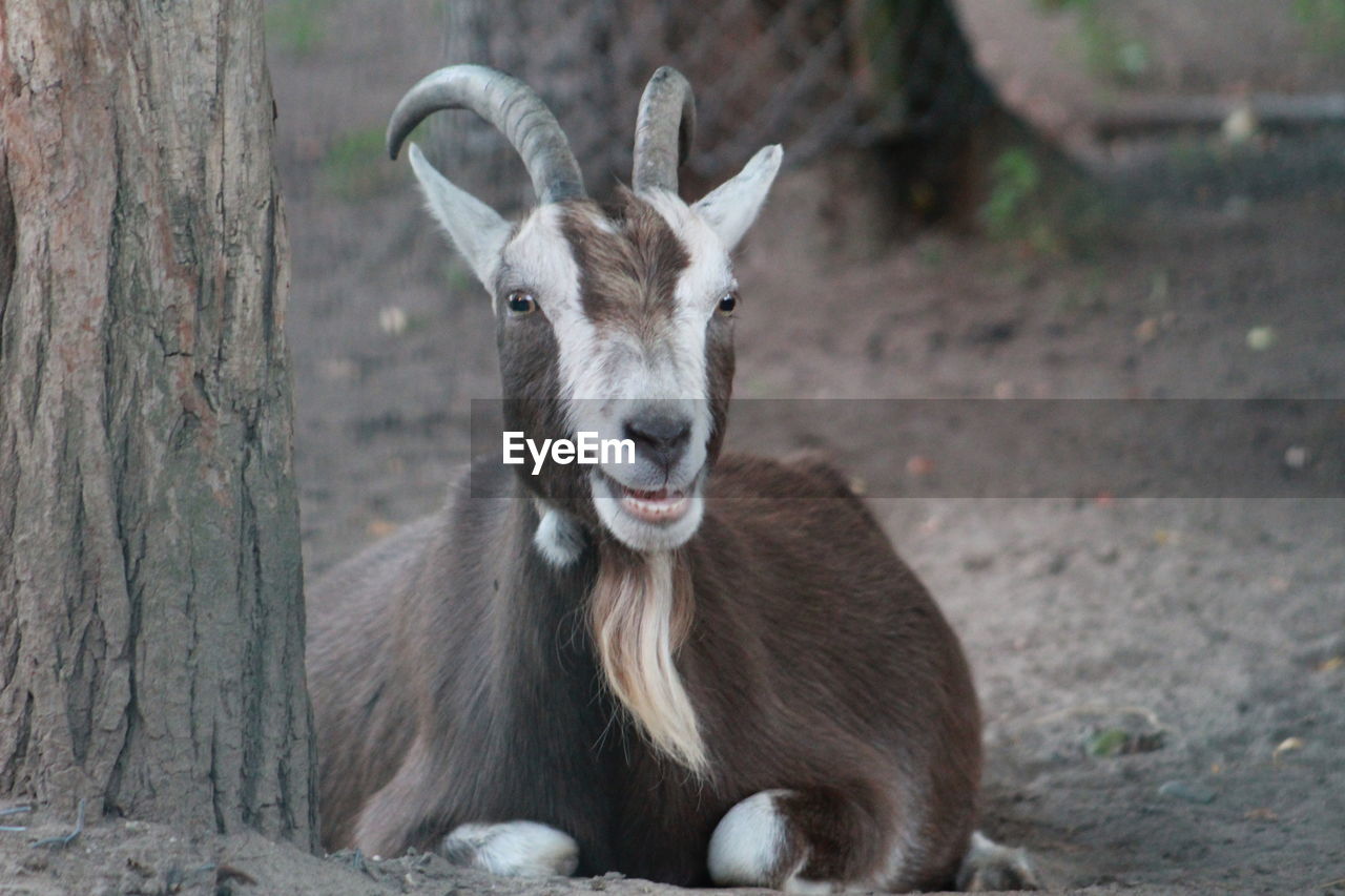 PORTRAIT OF DEER ON LAND AGAINST TREES