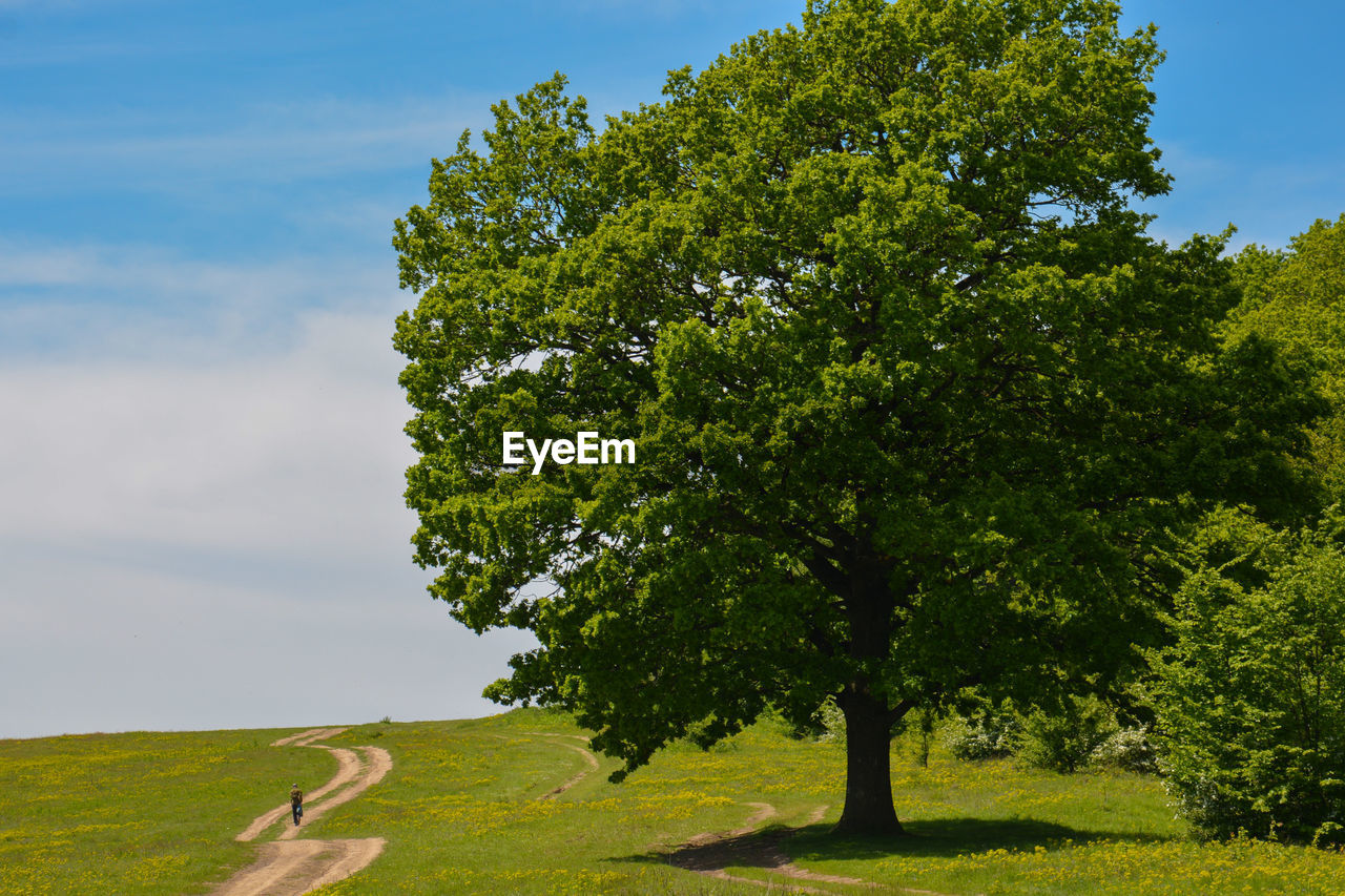 Trees on field against sky