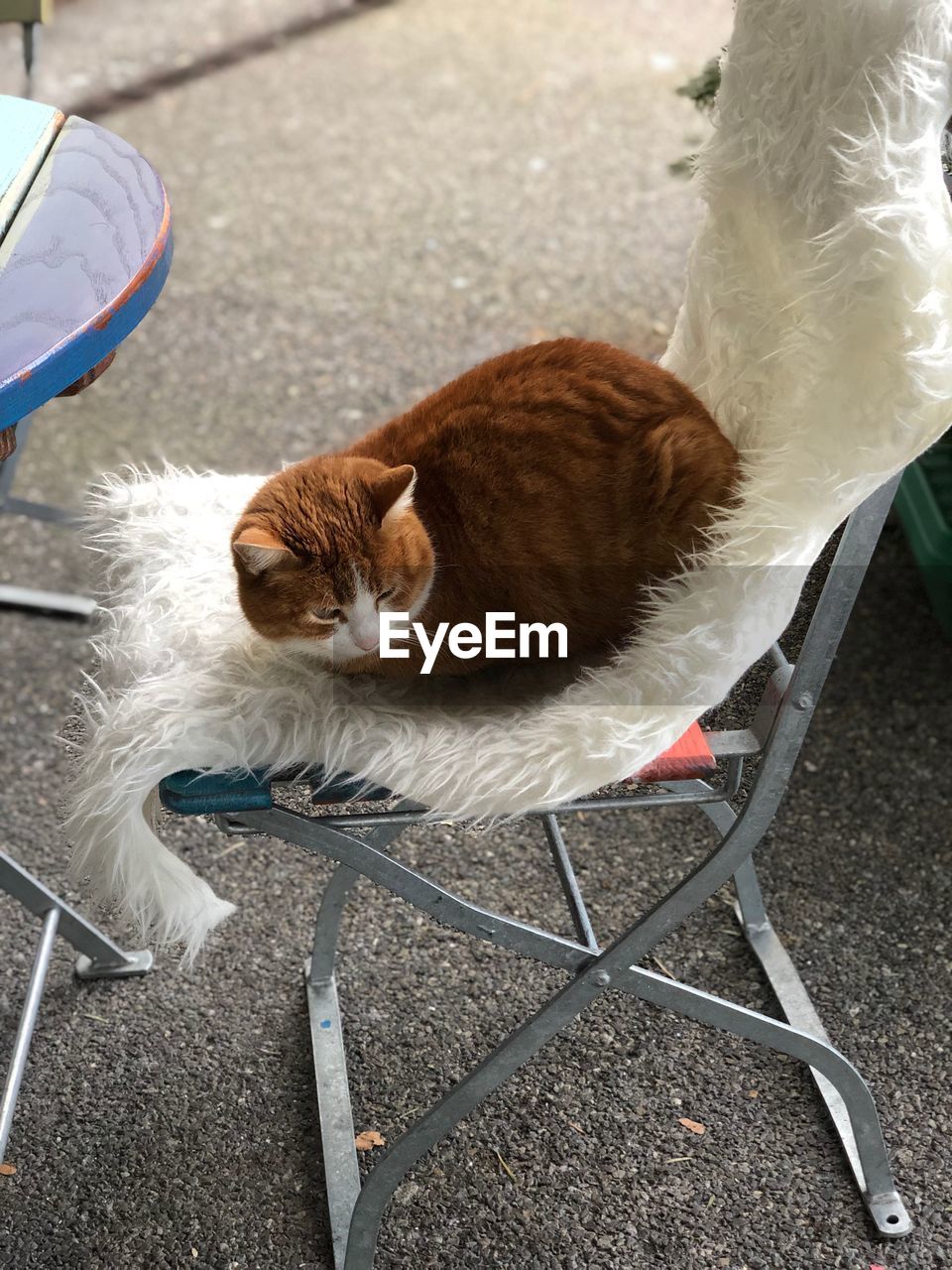 HIGH ANGLE VIEW OF A CAT RESTING