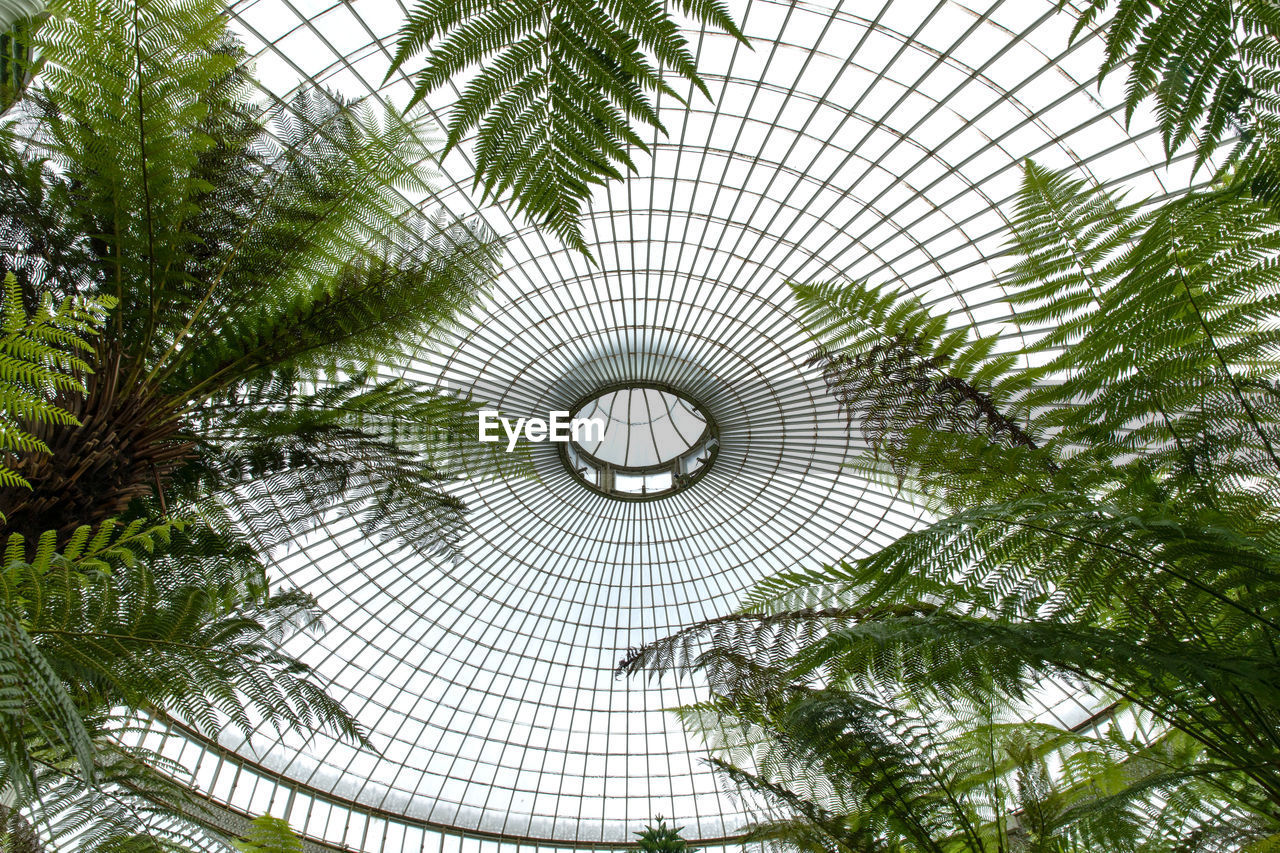 LOW ANGLE VIEW OF PALM TREE SEEN THROUGH GLASS