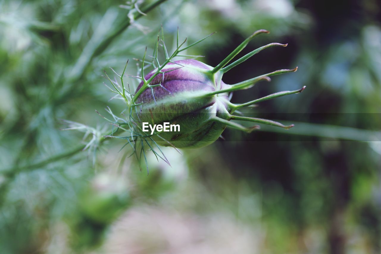 CLOSE-UP OF PURPLE FLOWERING PLANTS