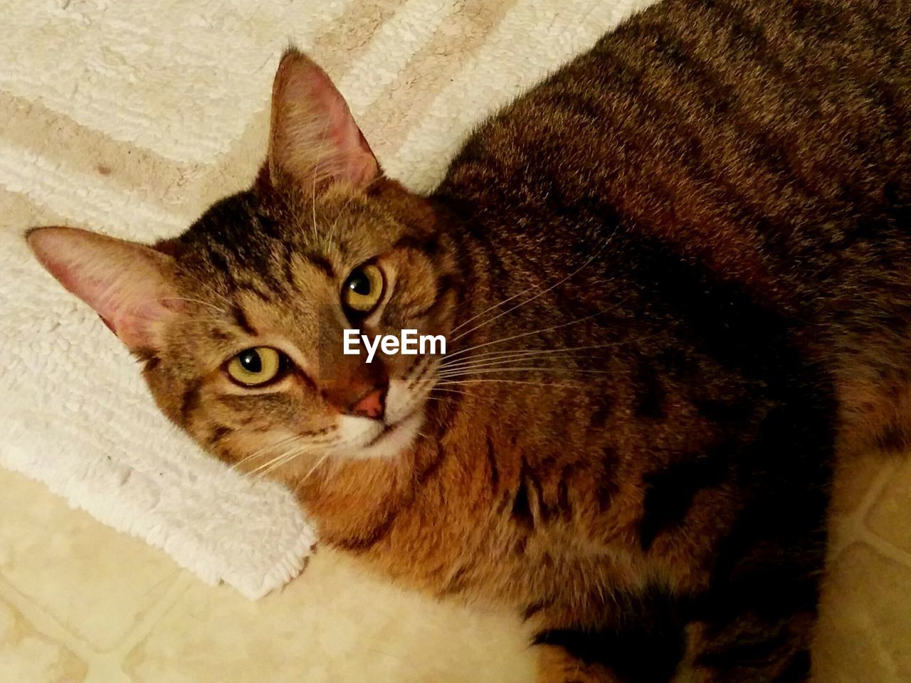 Portrait of cat relaxing at home