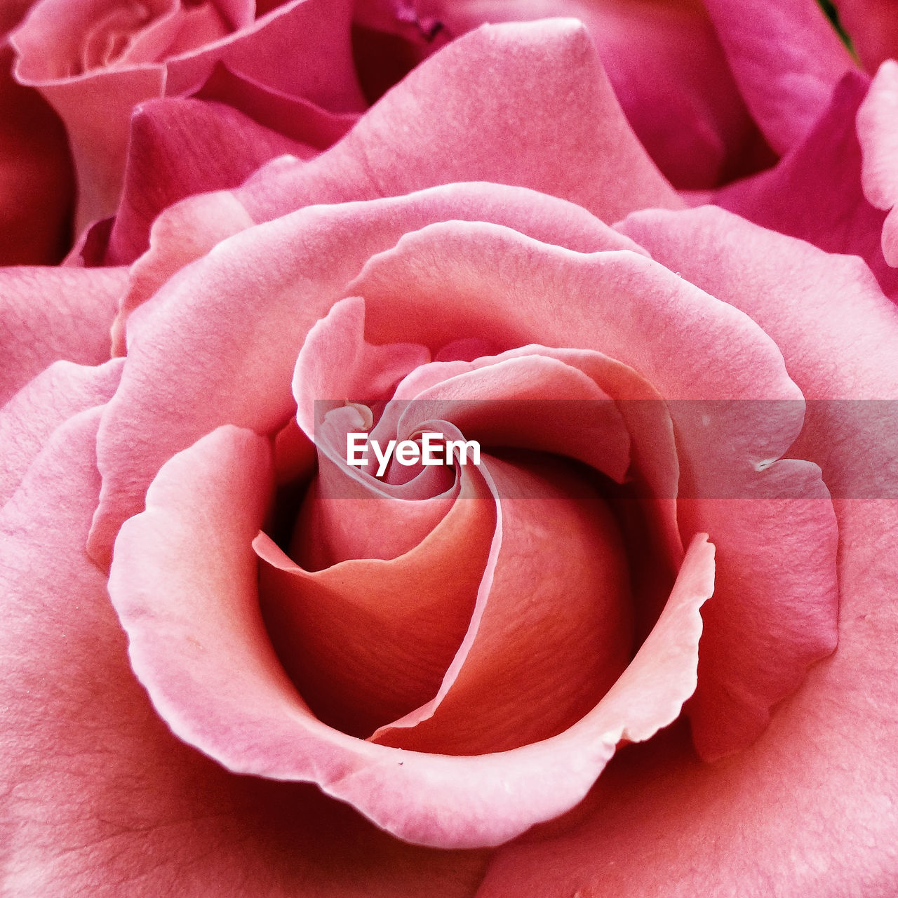 Close-up of pink rose