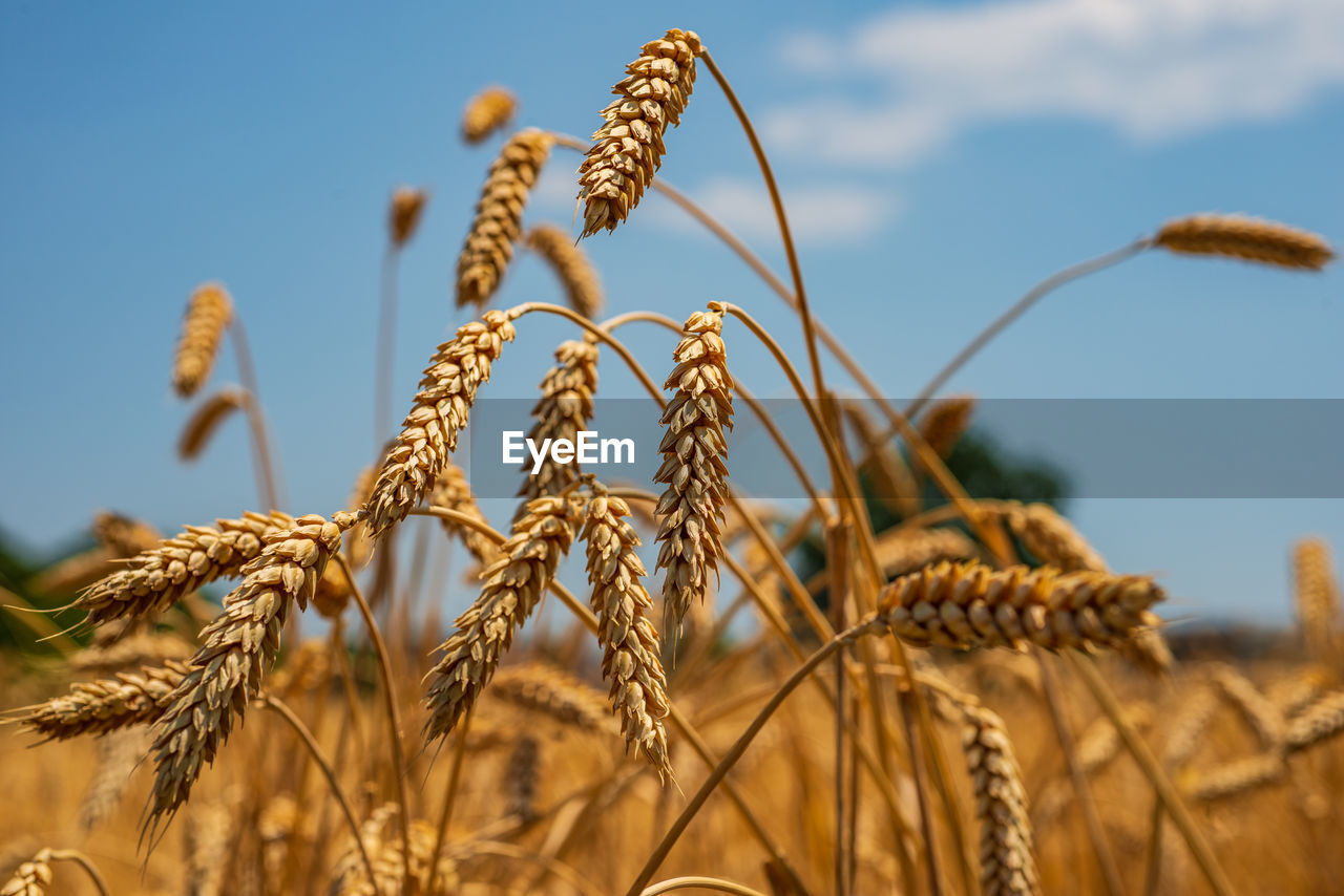 Close-up of stalks in field against sky