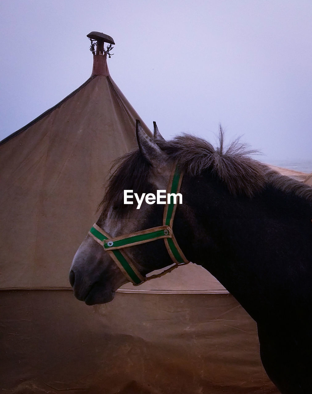 HORSE CART AGAINST SKY