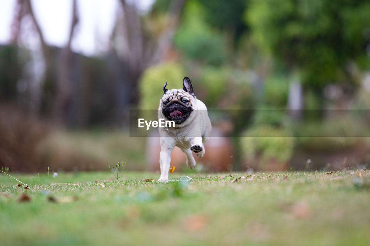 Dog running on grass