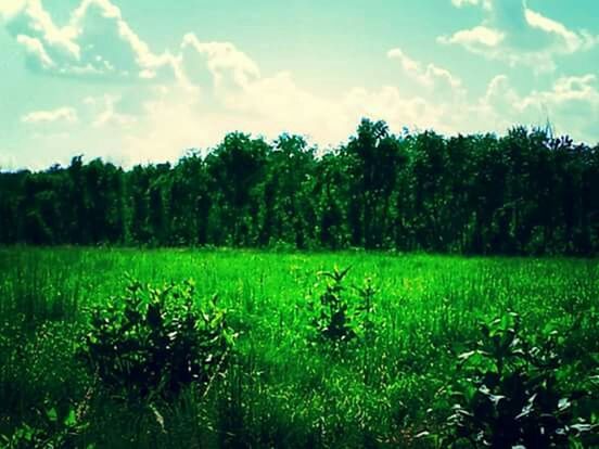 TREES ON GRASSY FIELD AGAINST CLOUDY SKY