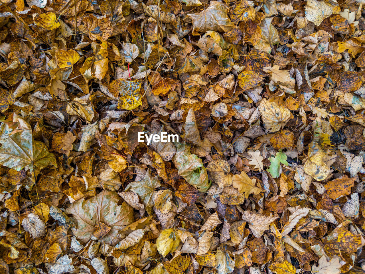 Autumn background of different types of fallen wooden leaves with selective focus