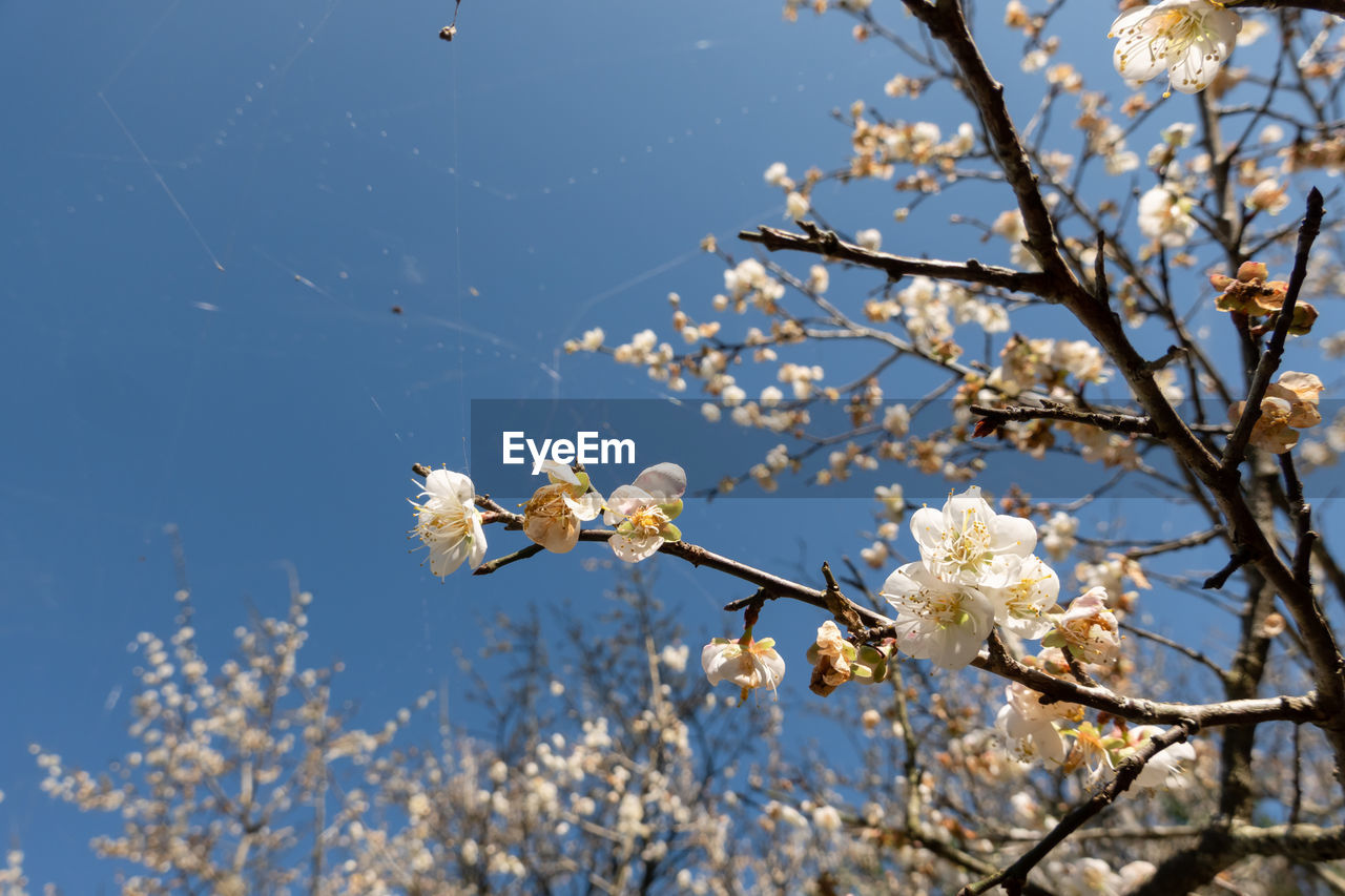 CLOSE-UP OF WHITE CHERRY BLOSSOM TREE