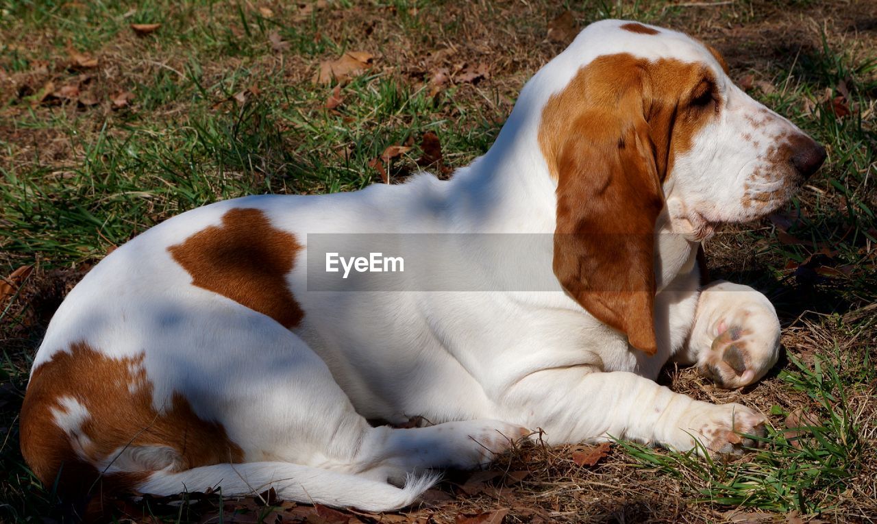 CLOSE-UP OF DOG ON FIELD IN GRASS