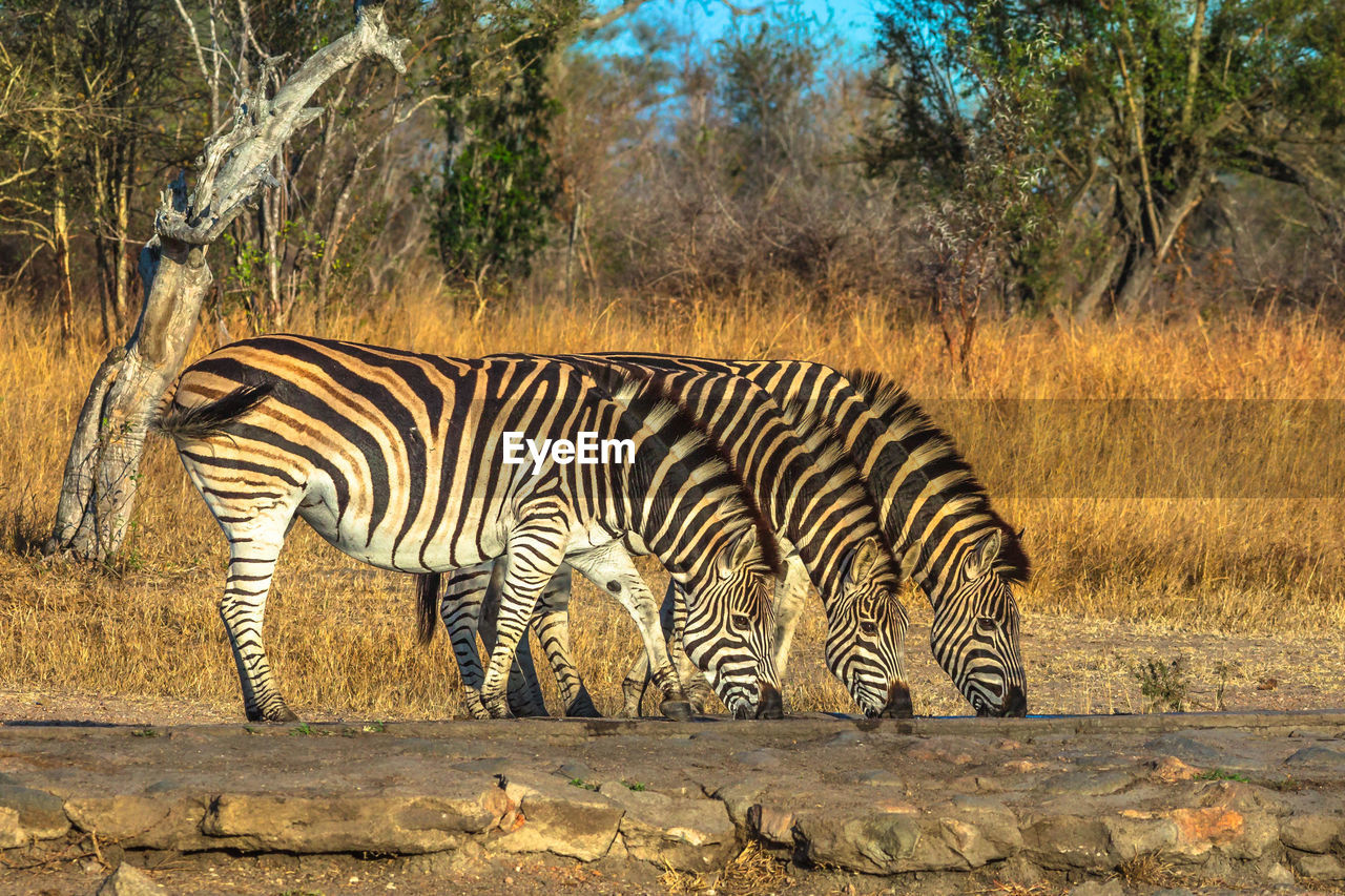 VIEW OF A ZEBRA