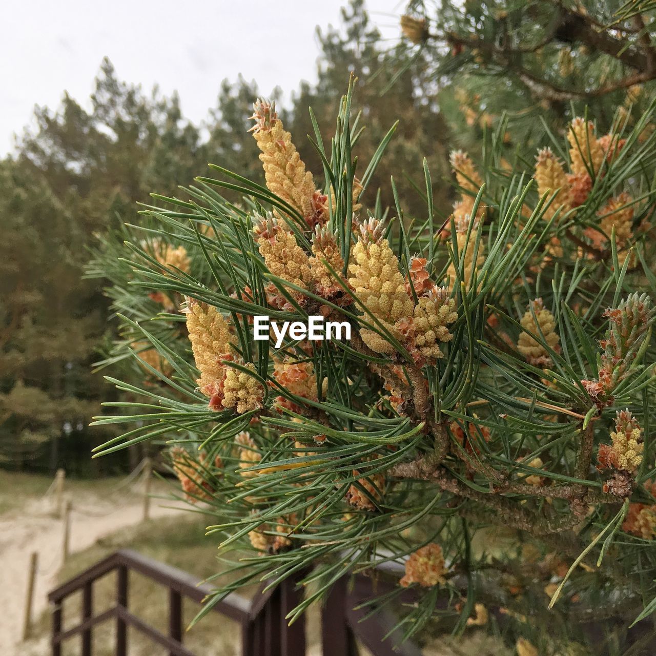 CLOSE-UP OF FRESH GREEN PLANT AGAINST TREES