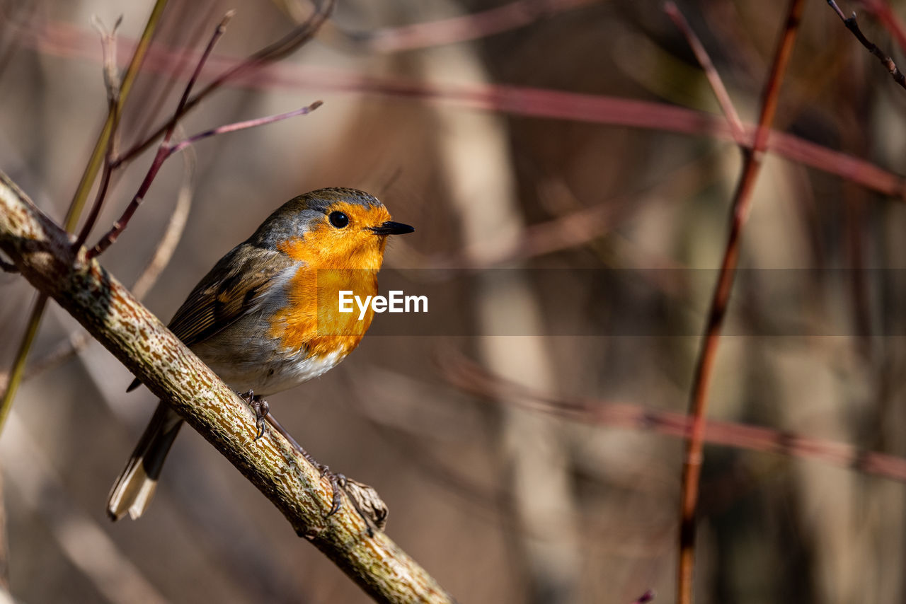 animal themes, animal, bird, animal wildlife, wildlife, tree, one animal, branch, nature, perching, beauty in nature, plant, beak, robin, yellow, no people, outdoors, focus on foreground, environment, tourism, multi colored, tropical bird