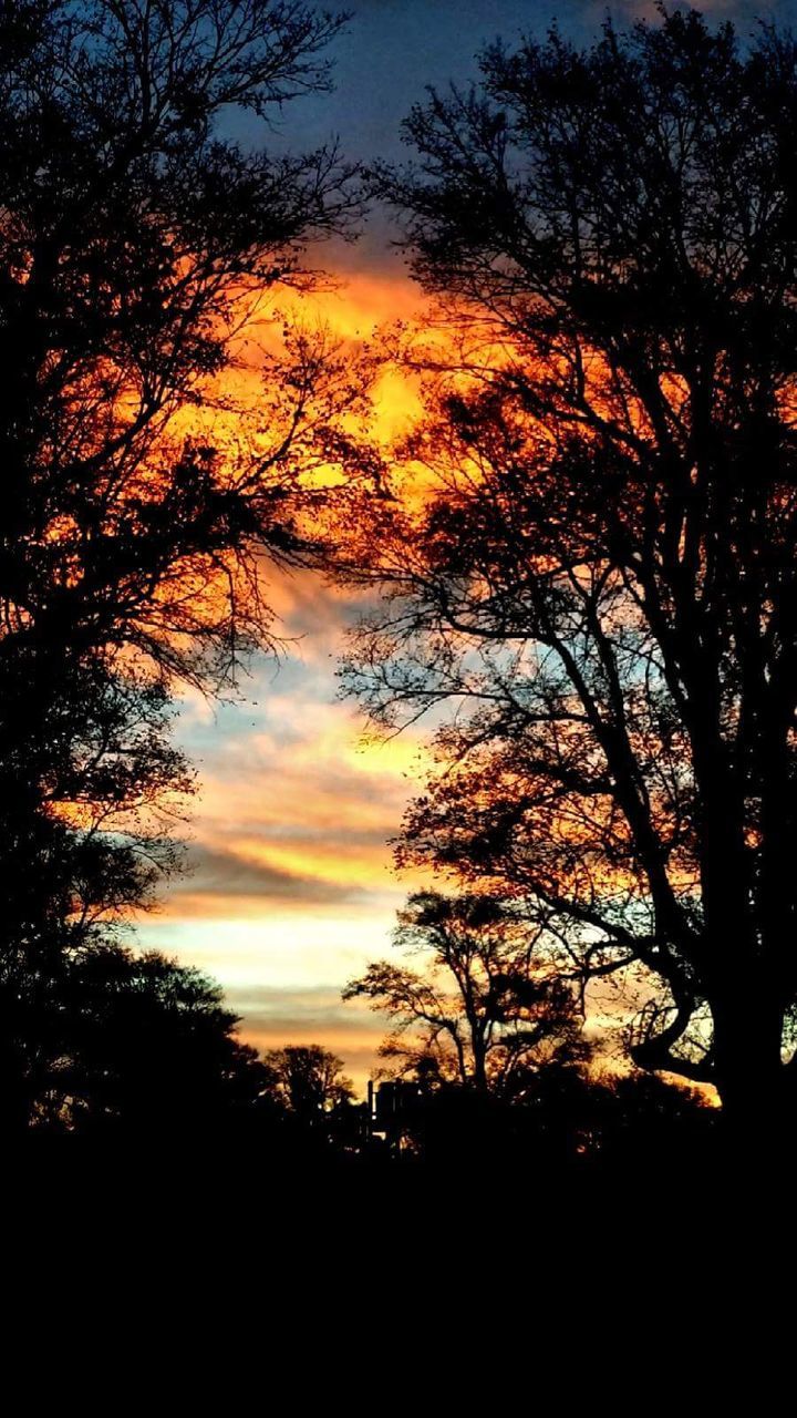 SILHOUETTE TREES AGAINST ORANGE SKY