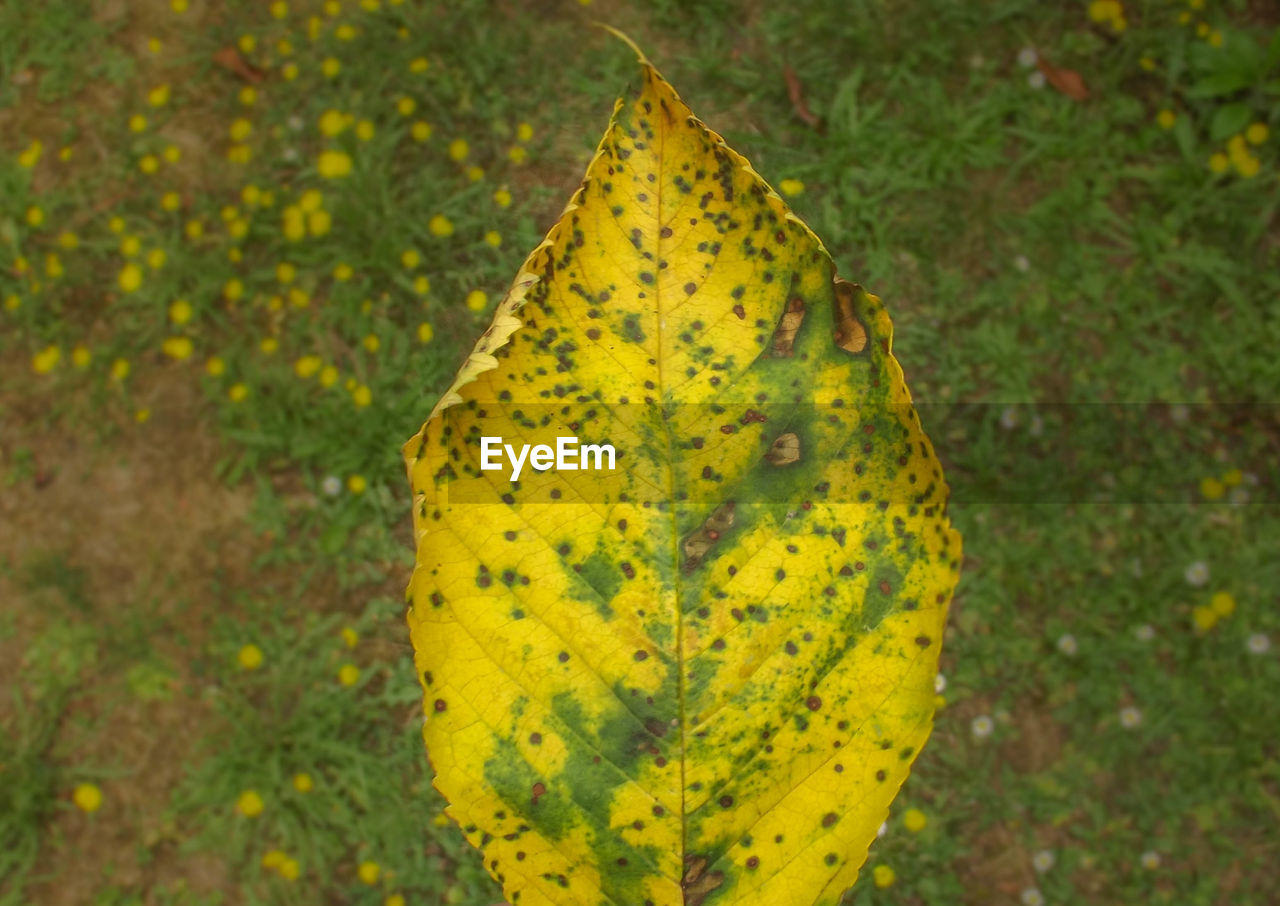 Close-up of dry leaf on ground