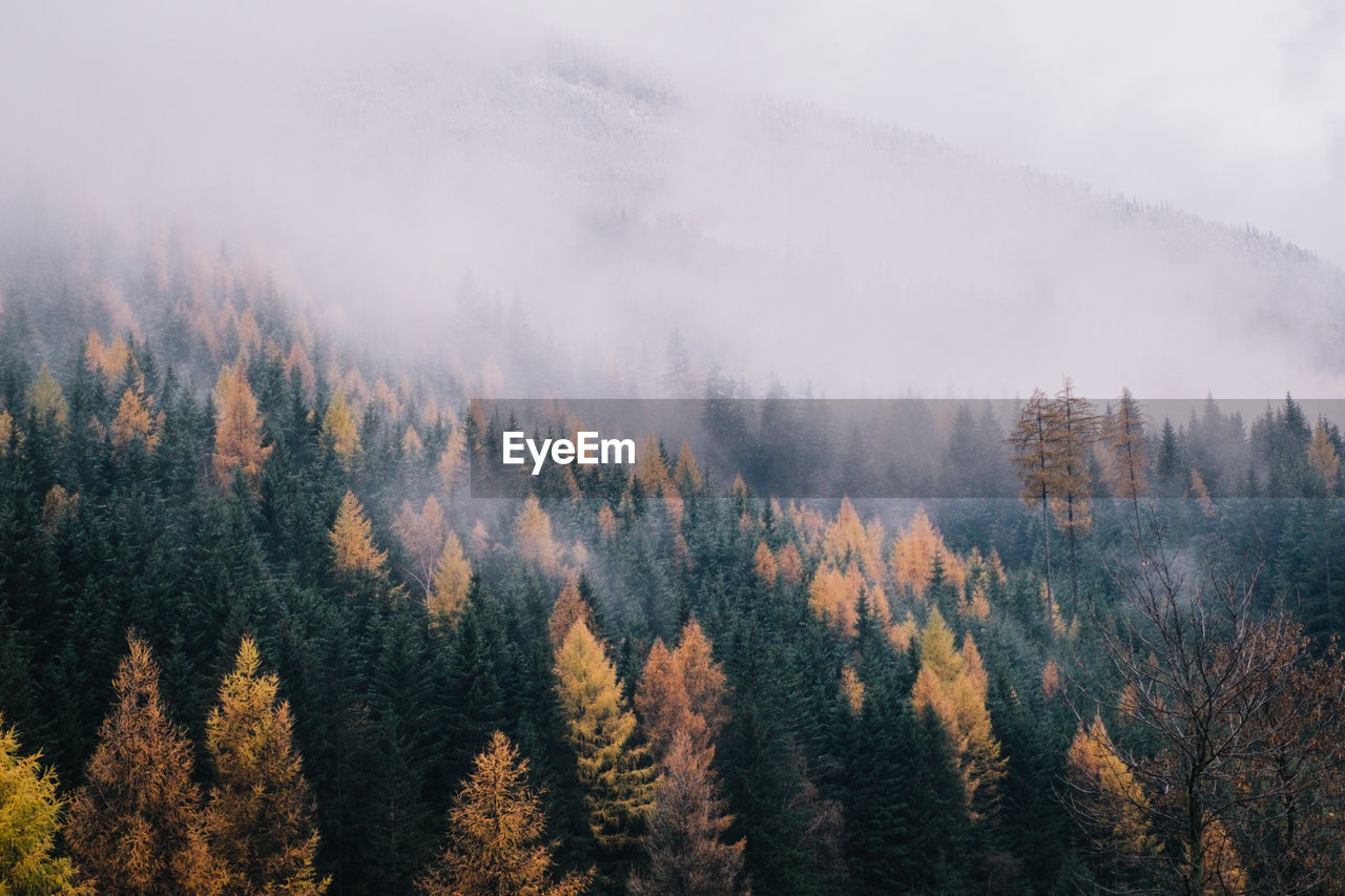 Scenic view of forest against sky during autumn