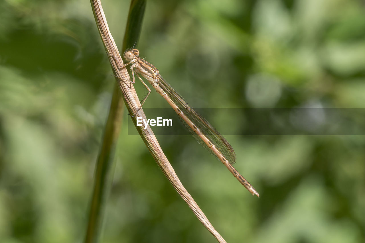 CLOSE-UP OF GRASSHOPPER