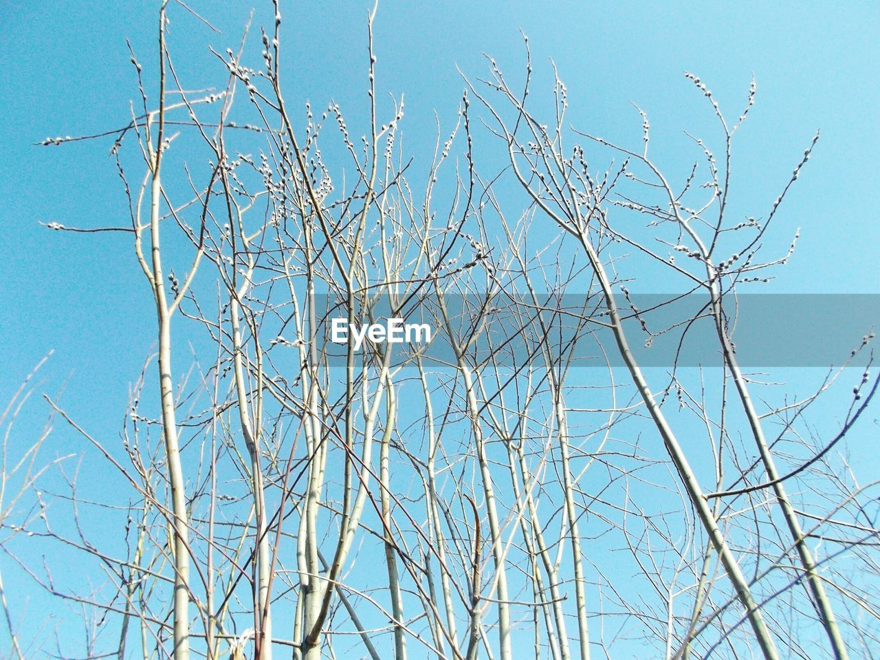 LOW ANGLE VIEW OF TREES AGAINST CLEAR SKY