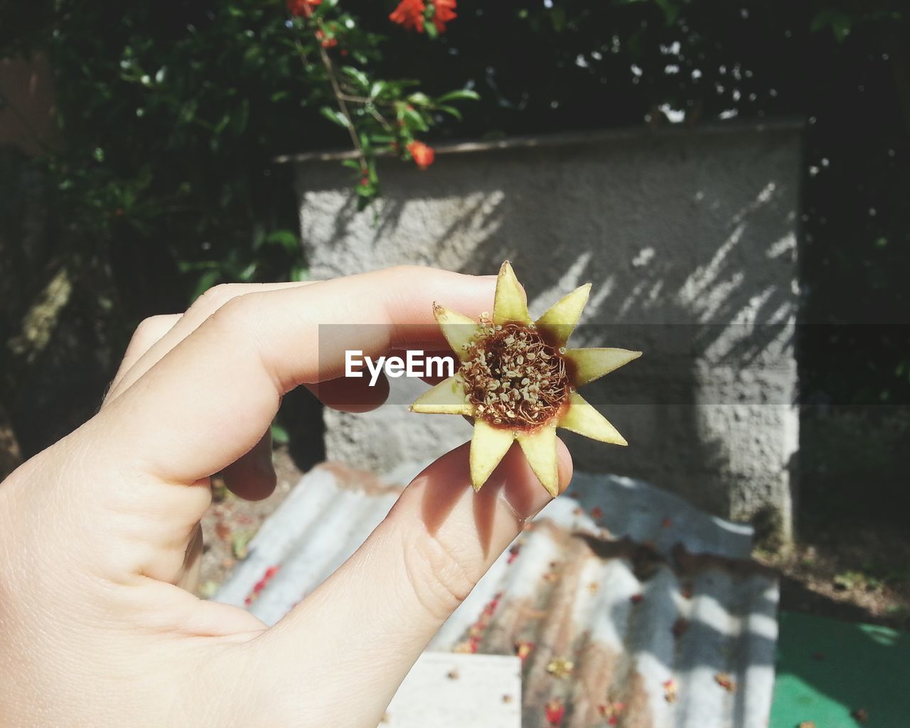 CLOSE-UP OF PERSON HAND HOLDING FLOWER