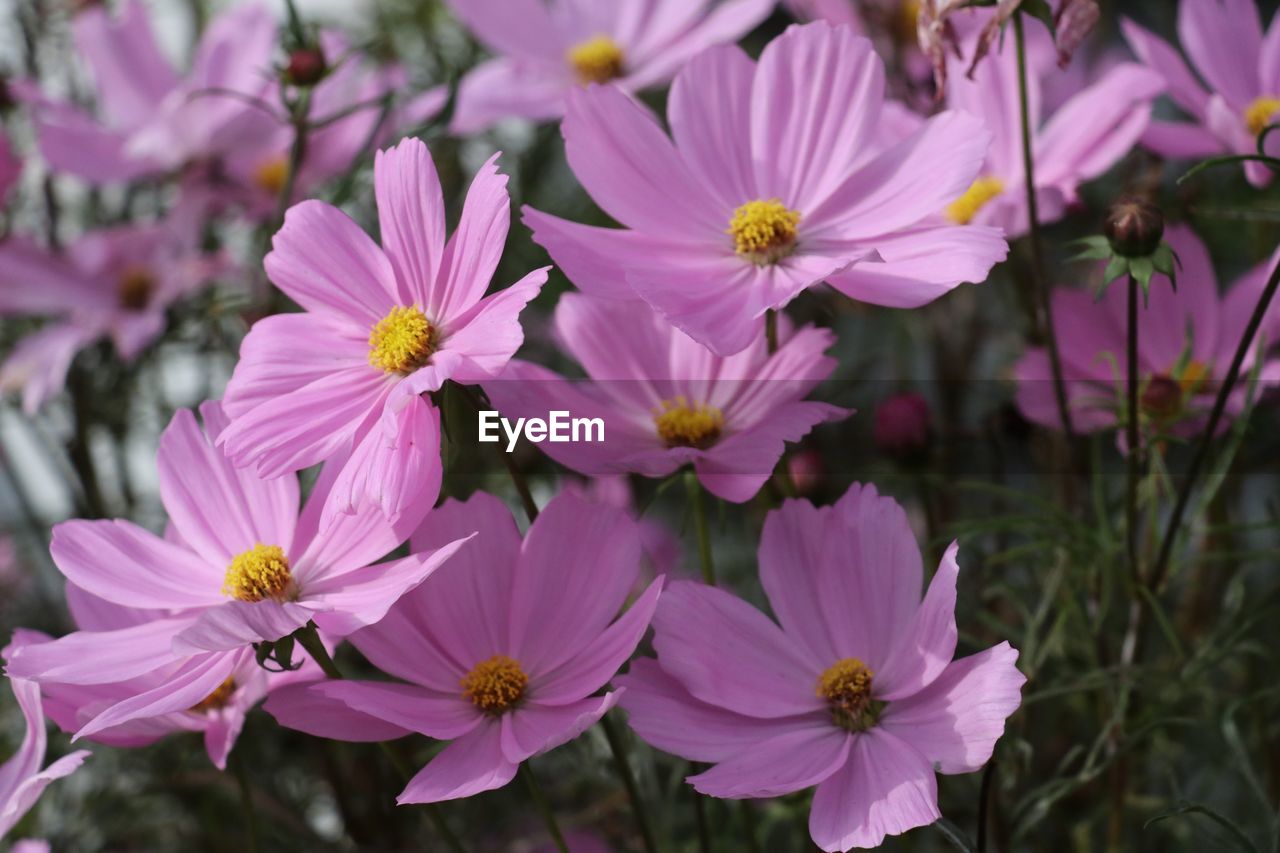 Close-up of pink flowers