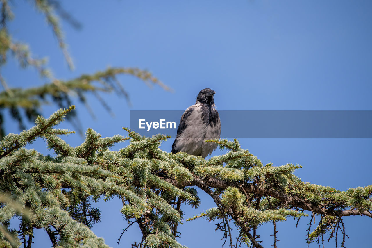 LOW ANGLE VIEW OF BIRD PERCHING ON PLANT