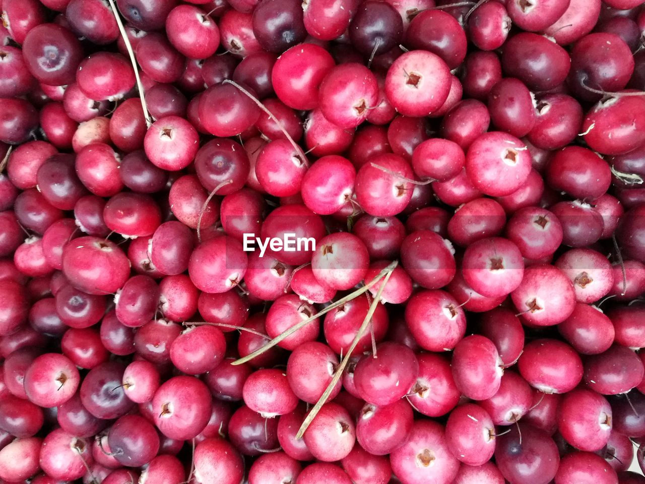 FULL FRAME SHOT OF RED BERRIES