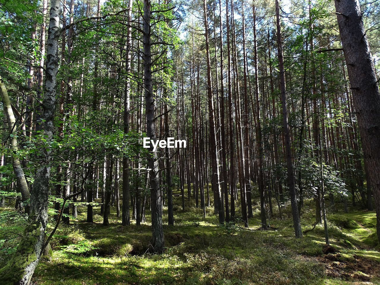 Trees in forest