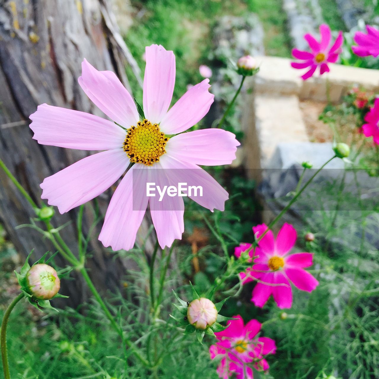 Close-up of fresh pink flowers and buds in bloom