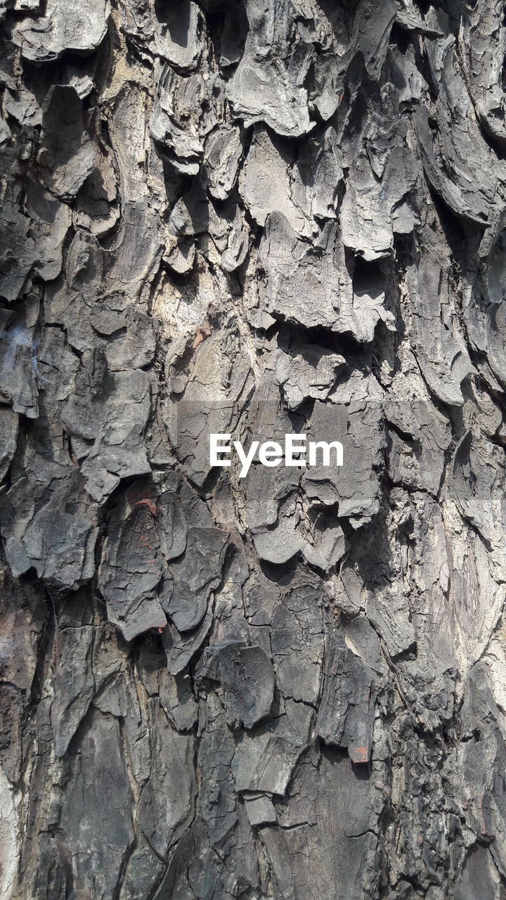 CLOSE-UP OF WEATHERED TREE TRUNK