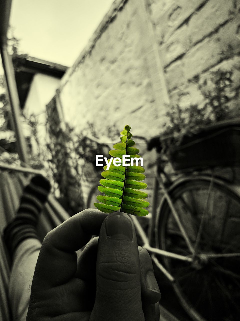 CLOSE-UP OF PERSON HOLDING LEAF AGAINST BLURRED BACKGROUND