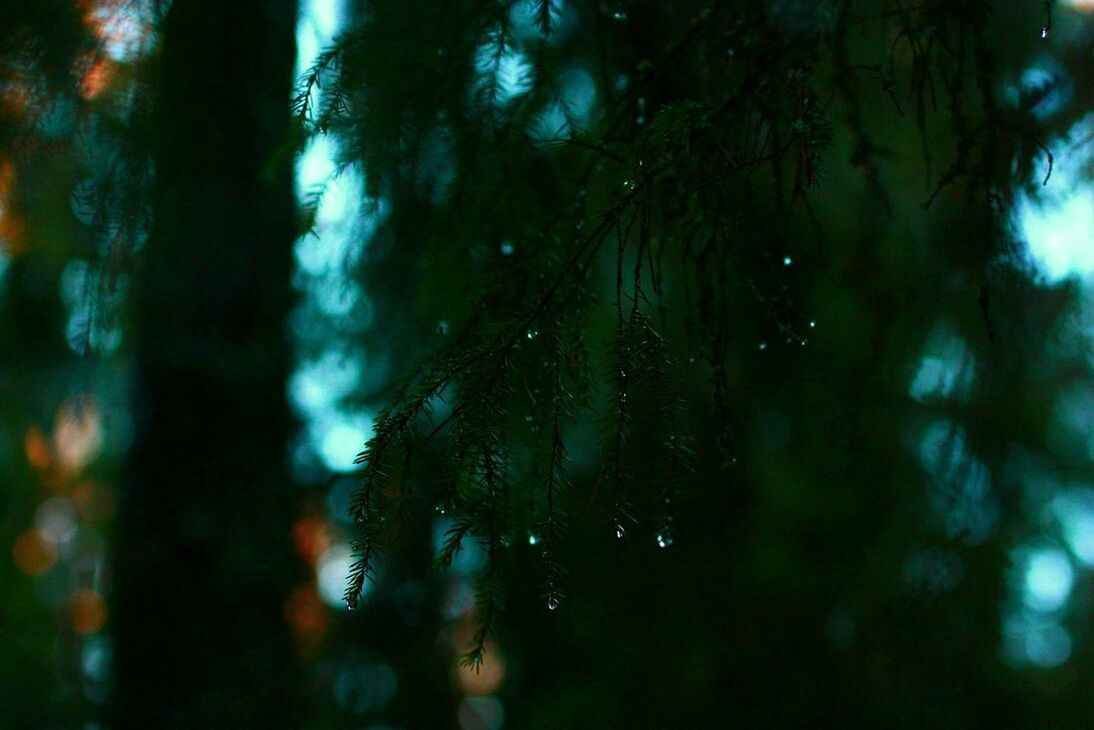 LOW ANGLE VIEW OF TREES