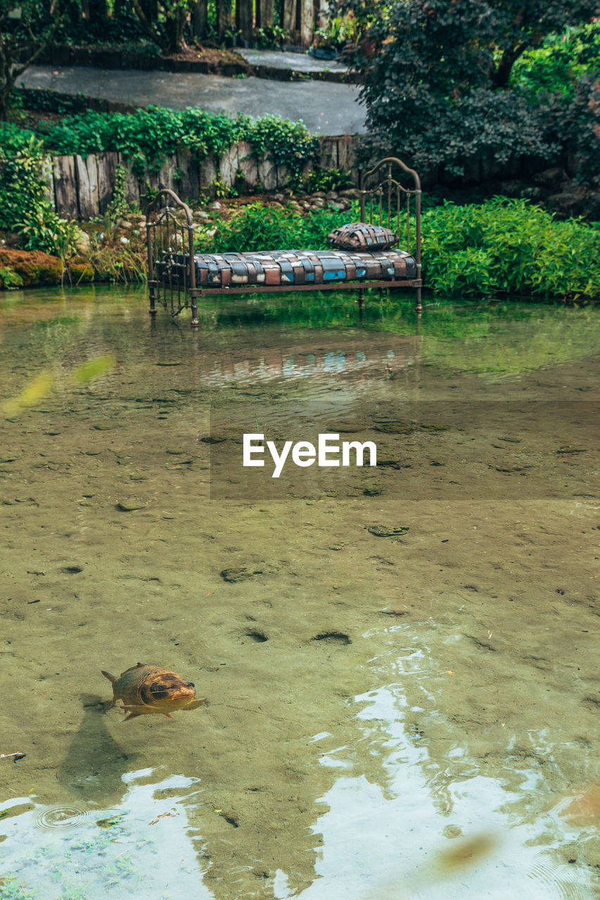 VIEW OF A DUCK IN LAKE