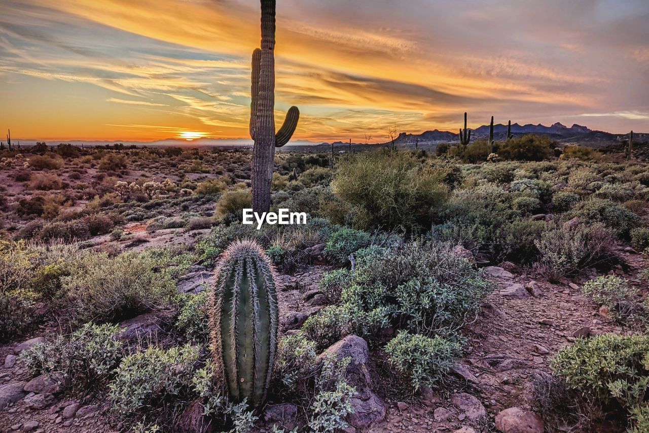 Sonoran desert sunset state route 88 first water trail tonto national forest apache junction arizona