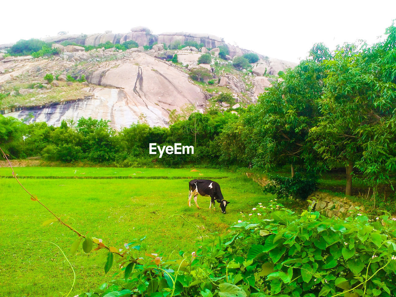 Cow on field against mountains