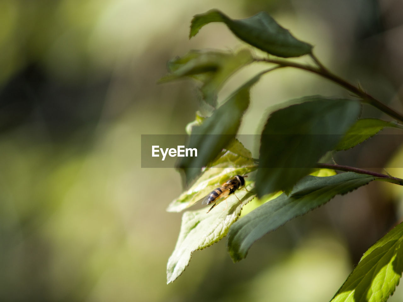 CLOSE-UP OF BEE POLLINATING FLOWER