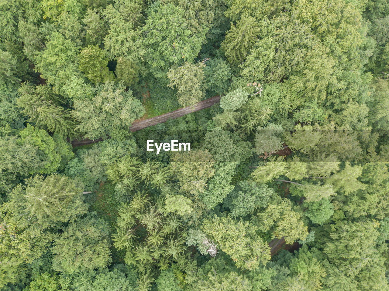 HIGH ANGLE VIEW OF PLANT GROWING IN FOREST